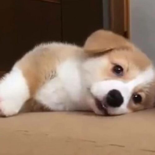 Κουτάβια Corgi: Θα λιώσεις με αυτό το video