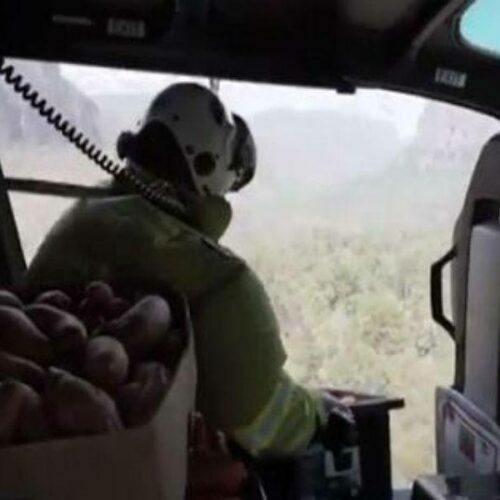 Αυστραλία: Πετούν καρότα από τα αεροπλάνα για τα ζώα