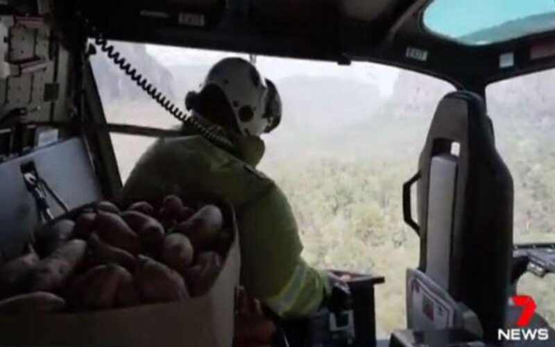 Αυστραλία: Πετούν καρότα από τα αεροπλάνα για τα ζώα