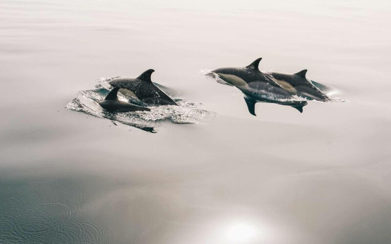 dolphins