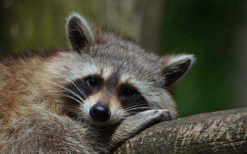 raccoon