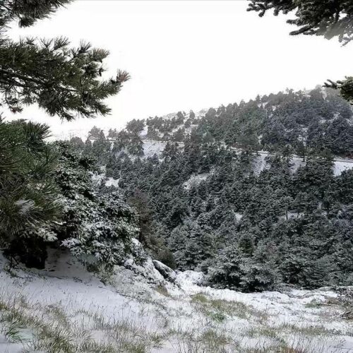 Χιόνια Αθήνα: Ντύθηκε στα λευκά η Πάρνηθα