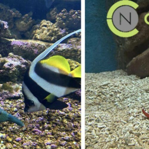 Ενυδρείο Κρήτη: Μια “βόλτα” στο CRETΑquarium που αξίζει