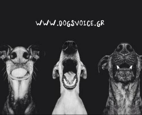 Αδέσποτα: Πλατφόρμα για τα ζώα Dogs’ Voice