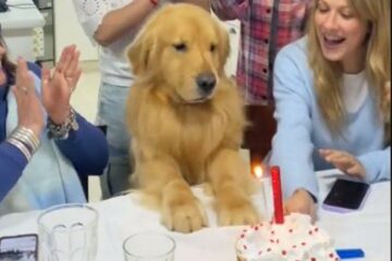 Σκυλιά: Golden Retriever απολαμβάνει τα “Χρόνια Πολλά”