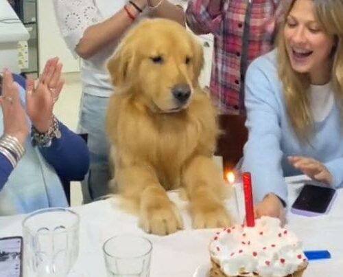 Σκυλιά: Golden Retriever απολαμβάνει τα “Χρόνια Πολλά”