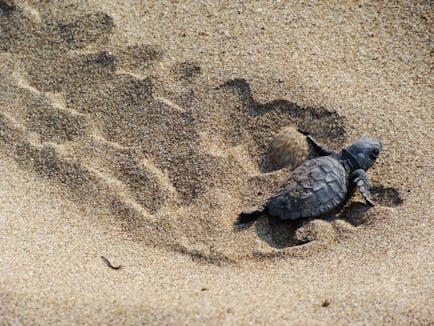 χελώνα Caretta caretta