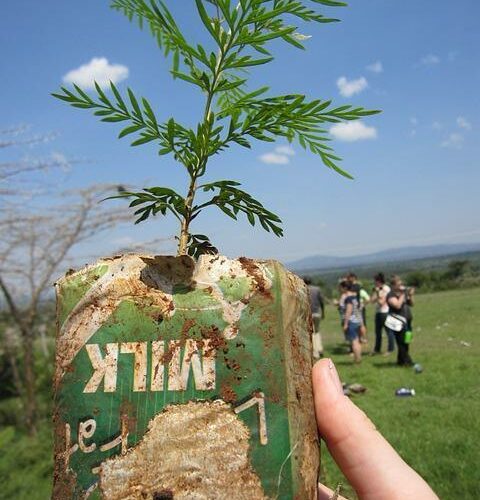 Δεντροφύτευση