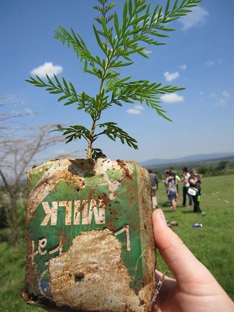 Δεντροφύτευση